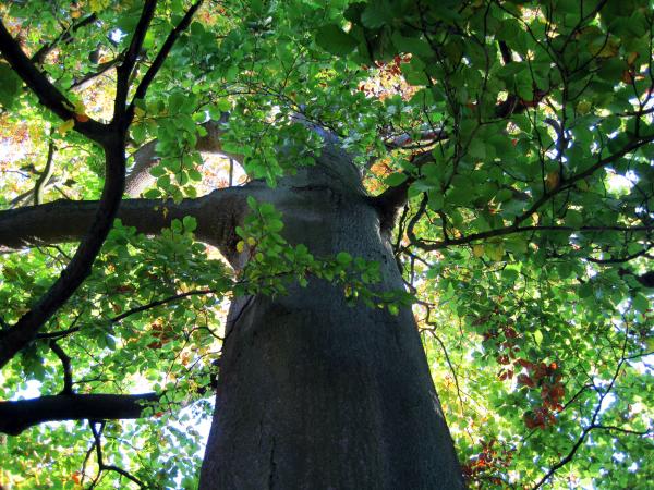 Bottom side of a tree