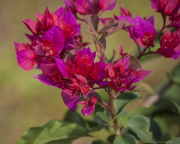 Bougainville