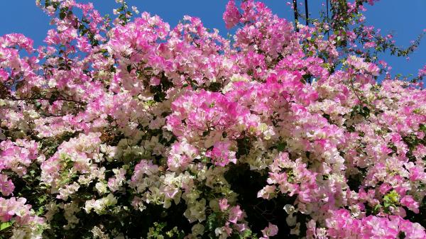Bougainvillea