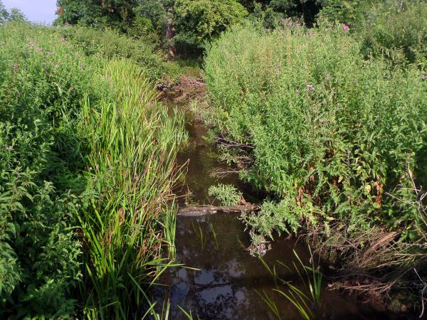 Bourne Park reed beds