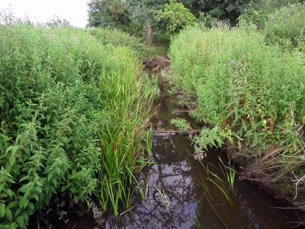 Bourne Park reed beds