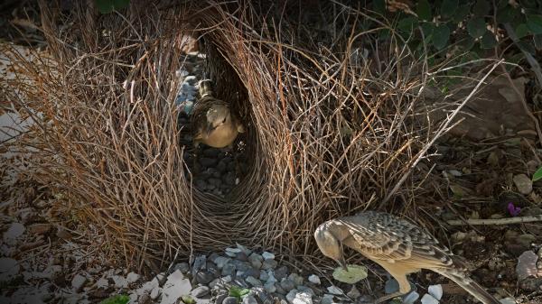 Bowerbird's Bower
