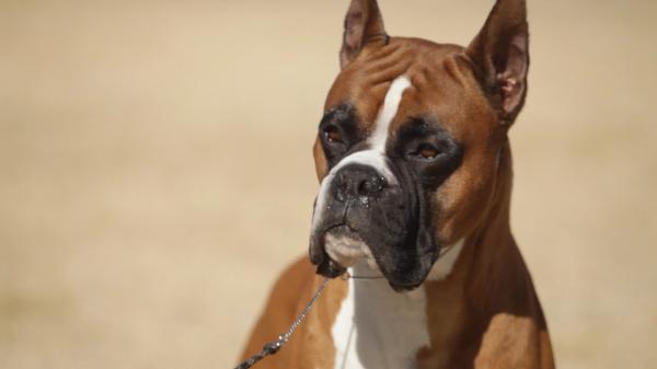 Boxer