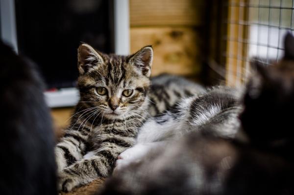 Boy Cat