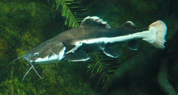 Brachyplatystoma Filamentosum