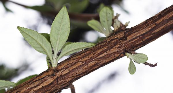 Branch
