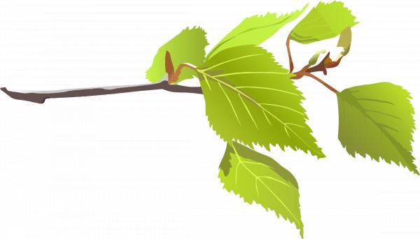 branch with leaves