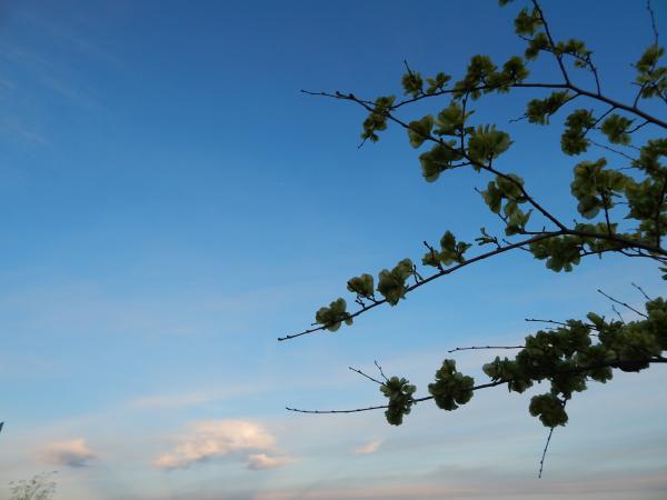 Branch against the sky
