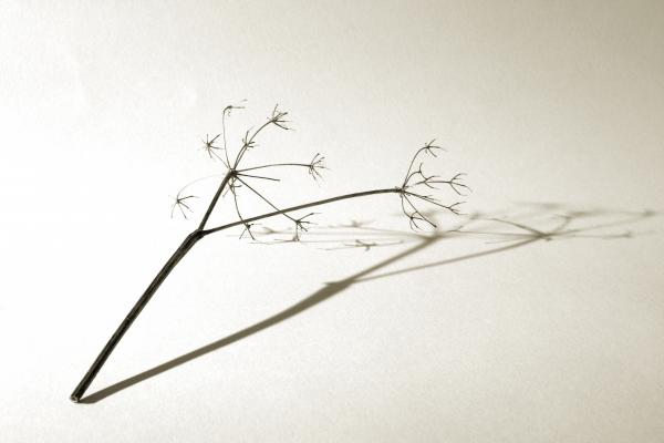 Branch on white