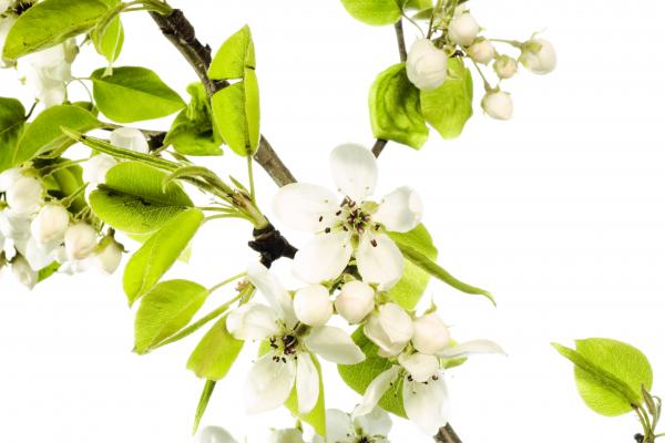 branch with flowers