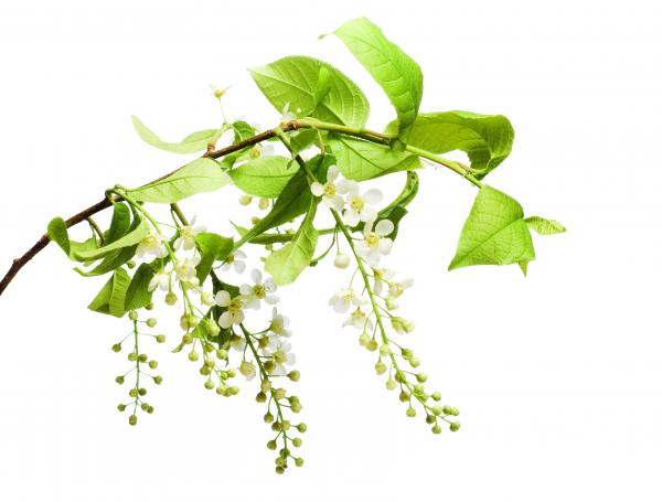 branch with flowers