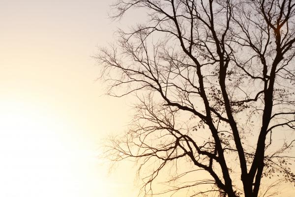 Branches
