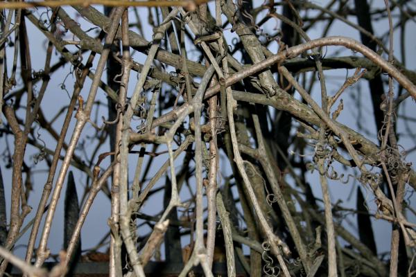 Branches
