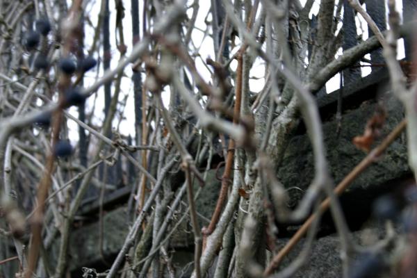 Branches