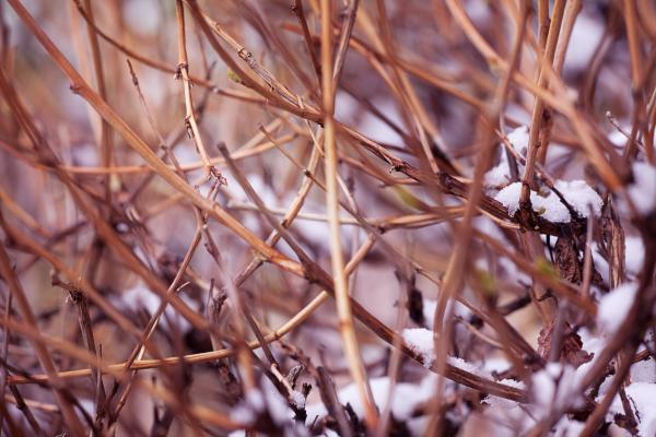 branches