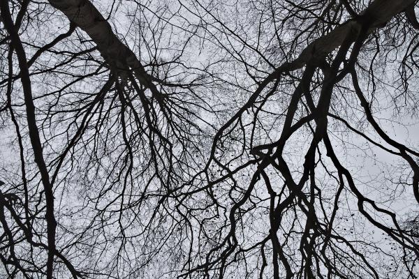 Thin branches