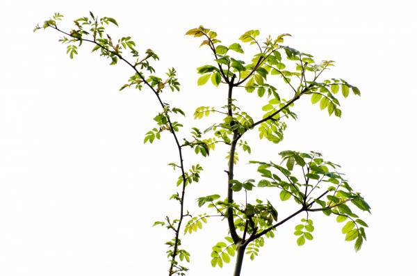 green branch