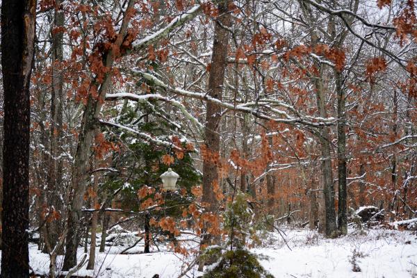 Branches and bird feeder weighed down by snow