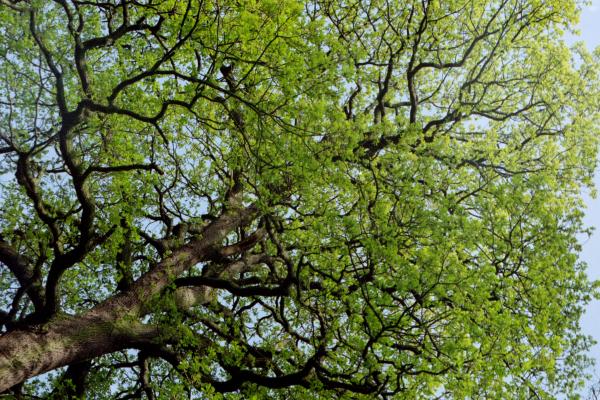 Branches and Trees