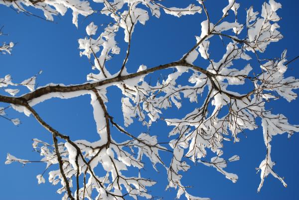 Branches in snow