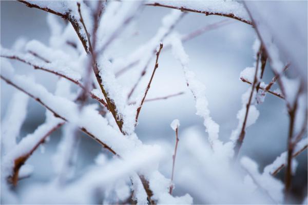 Branches in snow