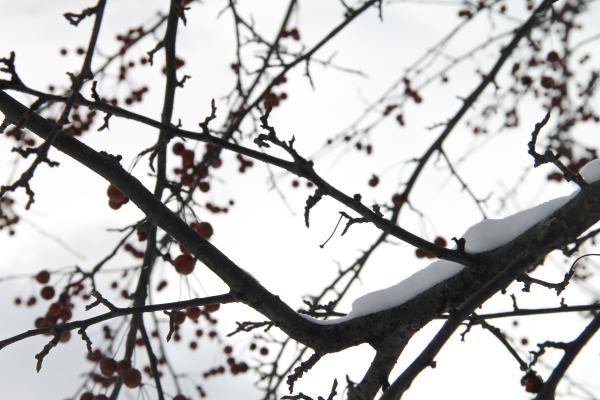 Snow branches