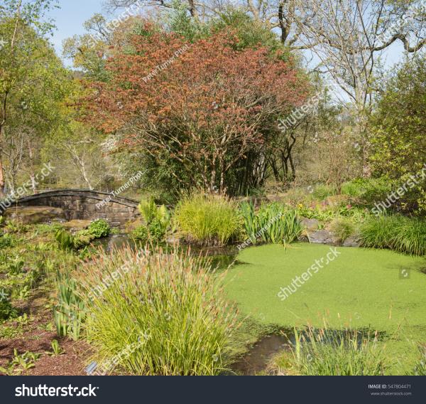Bridge over Duckweed