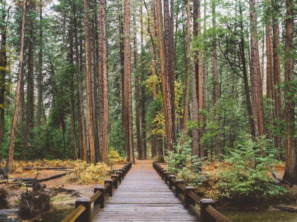 Bridge to the woods