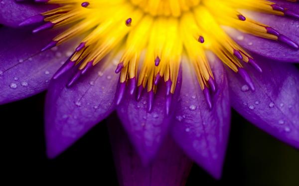 Bright flower