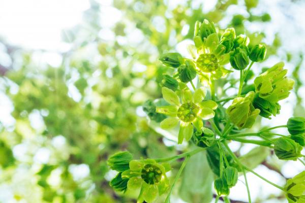 Bright green plant with flowers
