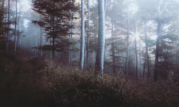 Bright in the forest