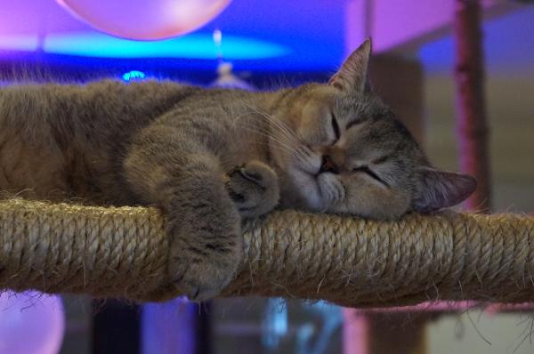 British Shorthair