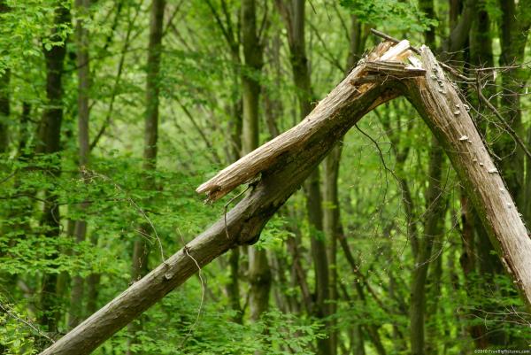Broken Tree