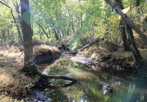 Brook in the woods