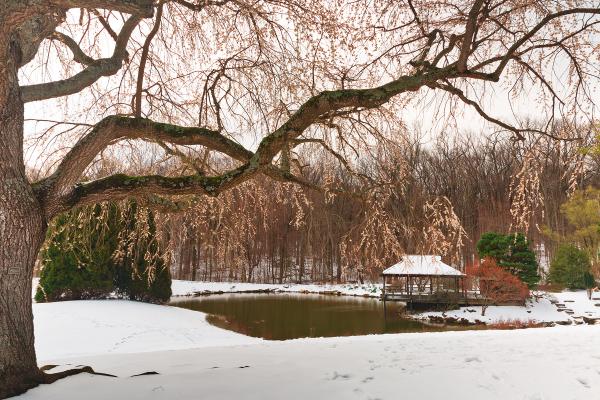 Brookside Cherry Snow Blossoms