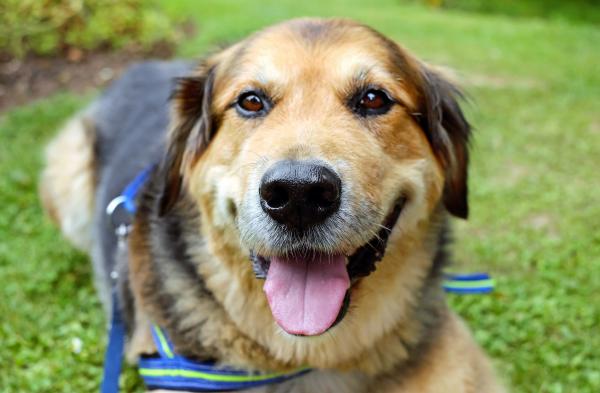 Brown and Black Medium Size Dog