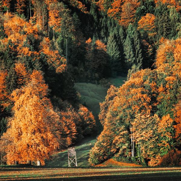Brown and Green Trees