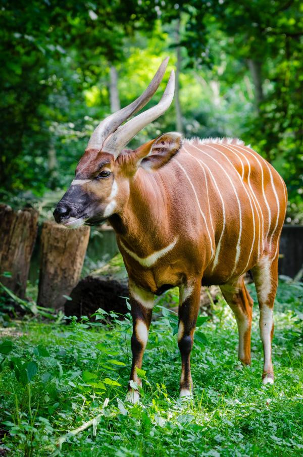 Brown Antelope Standing on the Ground during Daytime