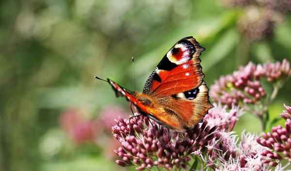 Brown Black and White Butterfly on Purple Flower Bud