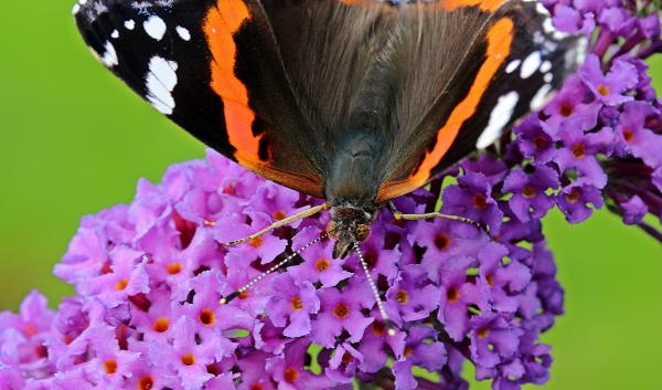 Brown Black Orange and White Butterfly on Purple Flower
