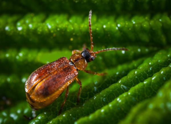 Brown Blister Beetle