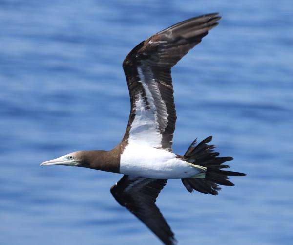 BROWN BOOBY (9-15-2017) kona pelagic trip, kona, hawai'i co, hawaii -05
