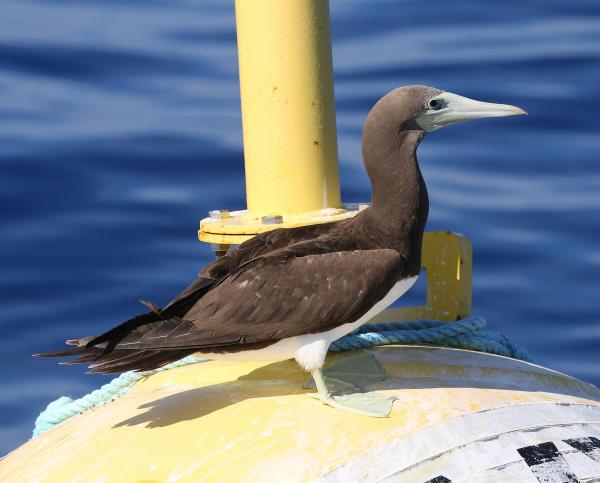 BROWN BOOBY (9-15-2017) kona pelagic trip, kona, hawai'i co, hawaii -06