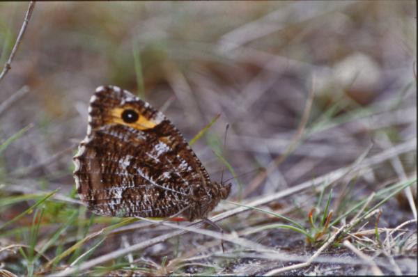Brown butterfly