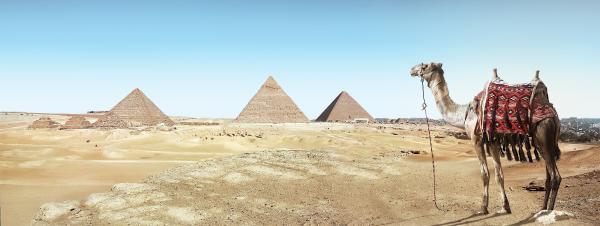 Brown Camel