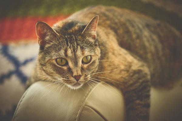 Brown Cat on Beige Leather Surface