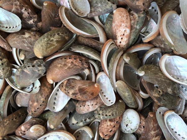 Brown clam shell