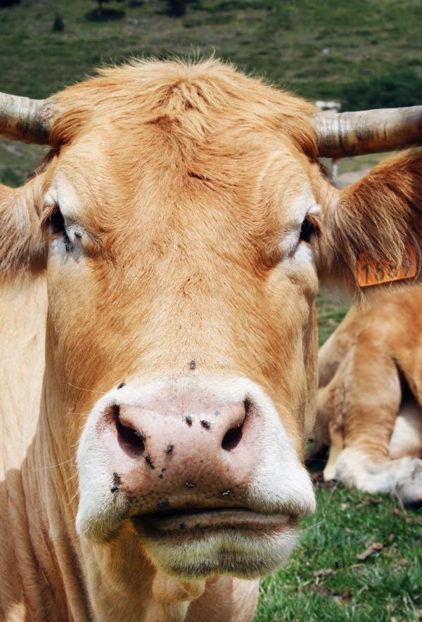 brown cow