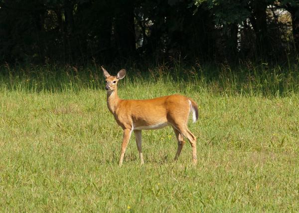 Brown Deer