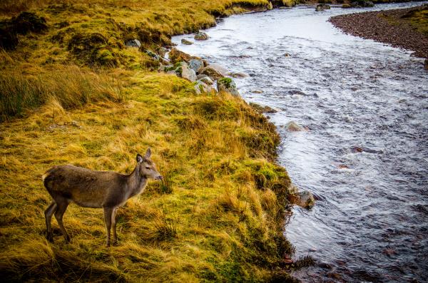 Brown Deer Standing on Grass Beside River during Daytime